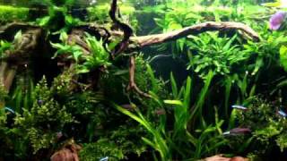 220 L Aquarium Amazone Look 1 [upl. by Nosloc]