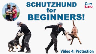 Schutzhund For Beginners Protection [upl. by Imhsar86]