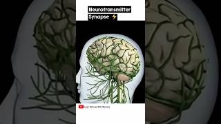 Neurotransmitter Synapse  3D animation shorts [upl. by Notlad]