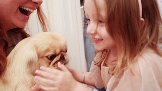 3 Year Old Reunites with Her Puppy After 6 Months Apart  Birthday Surprise [upl. by Adrian]