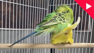 Budgies Parrots Mating Video  Budgies Breeding Season  Birds and Beyond [upl. by Nuhs433]