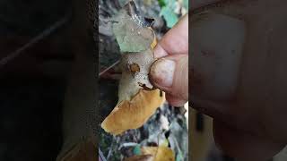 Сухлянка двухлетняя fungus mushroom nature wildmushrooms mushroomlife [upl. by Winter829]