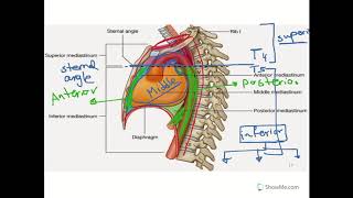 Mediastinum and Lung [upl. by Amalbena]