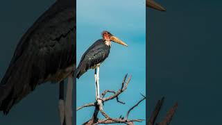 Maribou Stork at Chobe National Park [upl. by Novyat517]