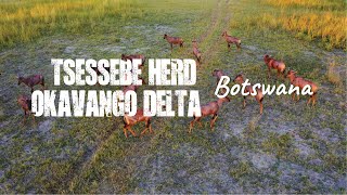 4K Drone Footage of Tsessebe Herd in Okavango Delta Botswana  The Nature Project Wildlife Video [upl. by Hecht]