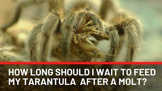 How Long Should You Wait To Feed Your Tarantula After A Molt [upl. by Essam]