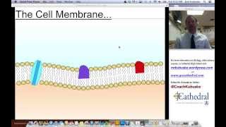 The Cell Membrane amp Cell Efficency [upl. by Bealle648]