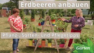 Erdbeeren Sorten Anbau und Pflege  MDR [upl. by Yffub]