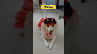 Transition 📸🐶shorts youtubeshorts viral trending photography pomeranian song tamil [upl. by Nethsa958]