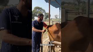 Rectal palpation animals cow dairy sahiwalcows treatment ai palpation [upl. by Cutter]