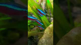 BEAUTIFUL Cardinal TETRA Aquarium [upl. by Ondrej]