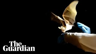 The ghost bat Macroderma gigas takes flight in slow motion [upl. by Nevet18]