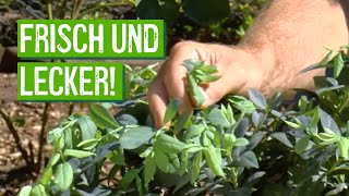 Heidelbeeren im eigenen Garten anbauen  Der Grüne Tipp kompakt [upl. by Nesahc]