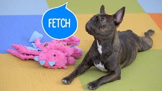 How to Teach Your Dog to Fetch  Chewy [upl. by Amoritta]