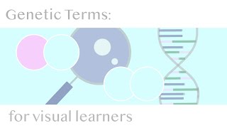 Genetics Terms Homozygous Heterozygous Genotype amp Phenotype [upl. by Enorej]