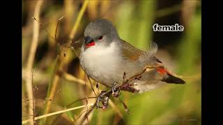 The Swee Waxbill [upl. by Vas]