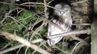 Northern SawWhet Owl  Spot [upl. by Adnaloy]