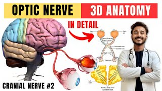 cranial nerve anatomy  visual pathway and lesions  cranial nerve 2 anatomy [upl. by Haim]