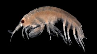 Facts Amphipods [upl. by Garin]