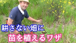 【自然農法】耕さない、不耕起の畑に「苗」を植えるワザ [upl. by Ahsenat362]