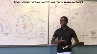 Development of body Cavities and diaphragm Part 1 [upl. by Jonina]