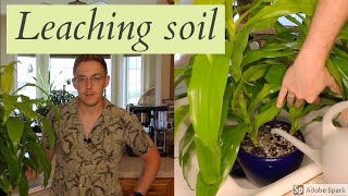 Leaching Soil  Houseplant Care Tip [upl. by Vetter]