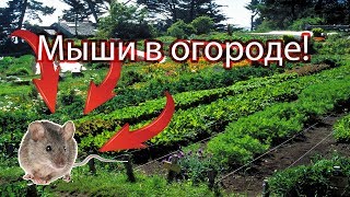 Мыши Как избавиться от мышей [upl. by Gnni]