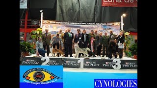 EXPOSICION INTERNACIONAL CANINA GRANADA 2019 [upl. by Eceela]