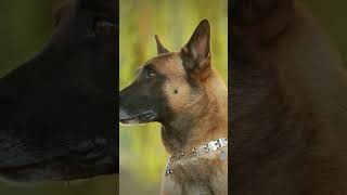 BEST Malinois Dog Training Tips for 2024 [upl. by Seebeck404]