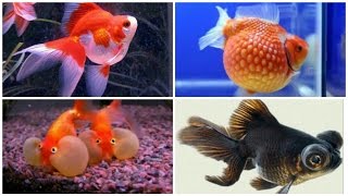 12 kinds of goldfish and their characteristics [upl. by Mahon233]