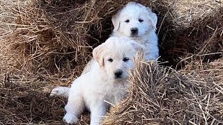 Introducing our Great PyreneesAkbash puppies to the sheep [upl. by Lorilee961]