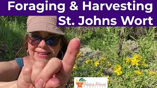 Foraging and Harvesting St Johns Wort [upl. by Amadeo]