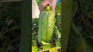 Farm Fresh Ninja Fruit Cutting  Oddly satisfyingfruit [upl. by Enitsahc48]