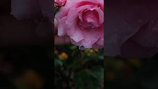 Big raindrops amp beautiful rose 🩵🌹in my garden mygarden rose naturelovers [upl. by Puto]