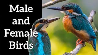 How to Identify Male and Female Birds [upl. by Elorac576]