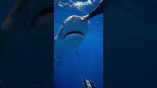 the nictitating membrane is protecting their eye savesharks tigershark ocean sharkdiver sharks [upl. by Gord]