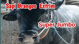 PENGGEMUKAN SAPI JUMBO BRANGUS EXTRIM [upl. by Mitman]