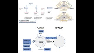 Antiplatelet therapy periPCI acute and longterm management Elias Hanna Univ Iowa [upl. by Donaldson442]