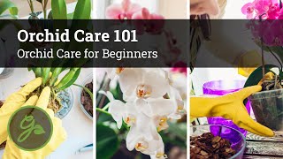 Orchid Care 101  Orchid Care for Beginners [upl. by Gypsie468]