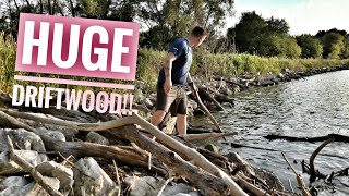 Wild Large Driftwood For Aquarium How to Prepare [upl. by Nylzor]