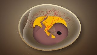 How Birds Get Oxygen Inside Their Eggs [upl. by Tedder]