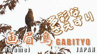 【野鳥観察・鳴き声】ガビチョウ（画眉鳥）の多彩なさえずり＜桜の季節＞（日本の侵略的外来種ワースト１００特定外来生物）花水川の桜並木 平塚市山下 RODE VideoMicro [upl. by Weidar]