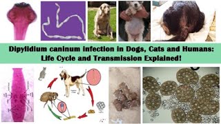 Dipylidium caninum doublepored tapeworm  Life Cycle Dog Cat and Human Parasite Uncovered [upl. by Finer905]