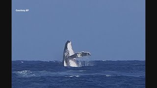 Whale surprises Olympic surfers in semifinal event in Tahiti [upl. by Roscoe]