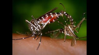 How do mosquitoes mate  Just Earth [upl. by Shelton]