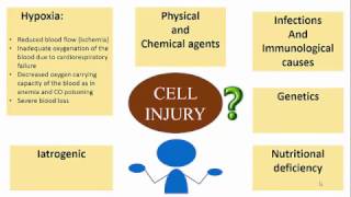 CELL INJURY ETIOPATHOGENESIS [upl. by Lowson]