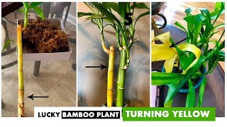 5 Reasons why your Lucky bamboo plant leaves TURNING YELLOW  Money Feng shui [upl. by Finkelstein]