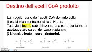 Il metabolismo dei lipidi [upl. by Lockhart591]