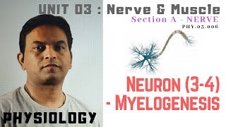 PHY03006Neuron 34 – Myelogenesis  Dr Prashant Sharma [upl. by Suillenroc823]