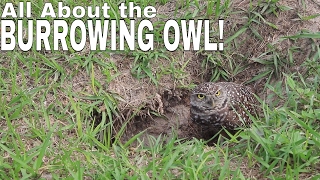 BURROWING OWL facts and information [upl. by Kemp]